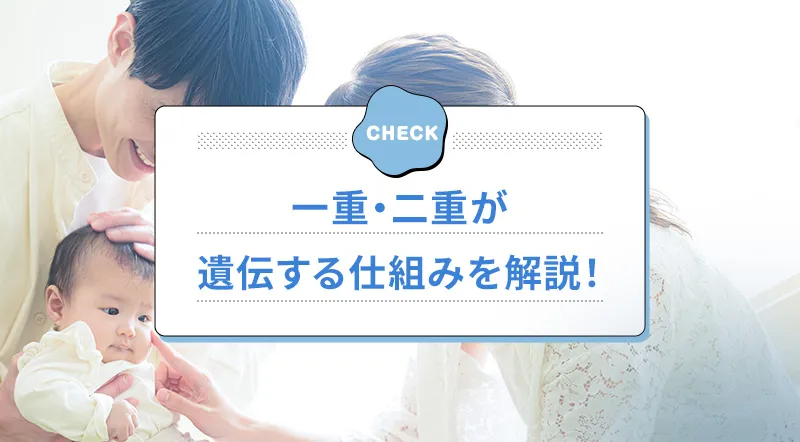 二重が遺伝する確率は?一重や二重になる仕組みを解説